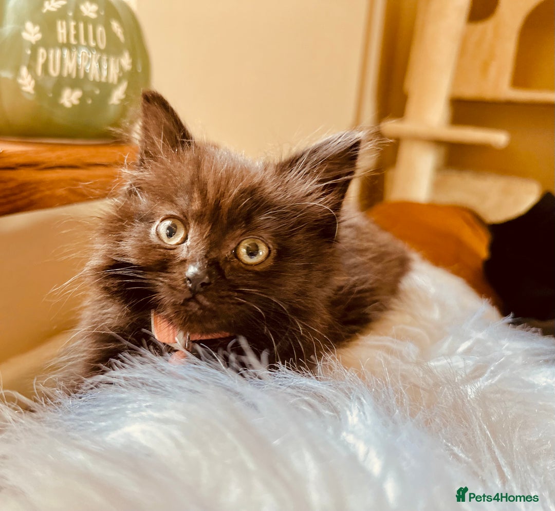 Mixed Breed cats for sale: Super fluffy female kitten - Advert 1