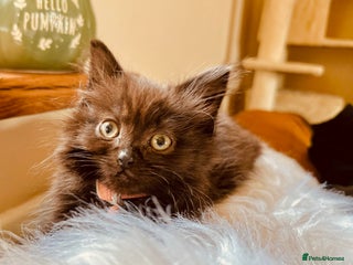 Mixed Breed cats Super fluffy female kitten - Advert 9