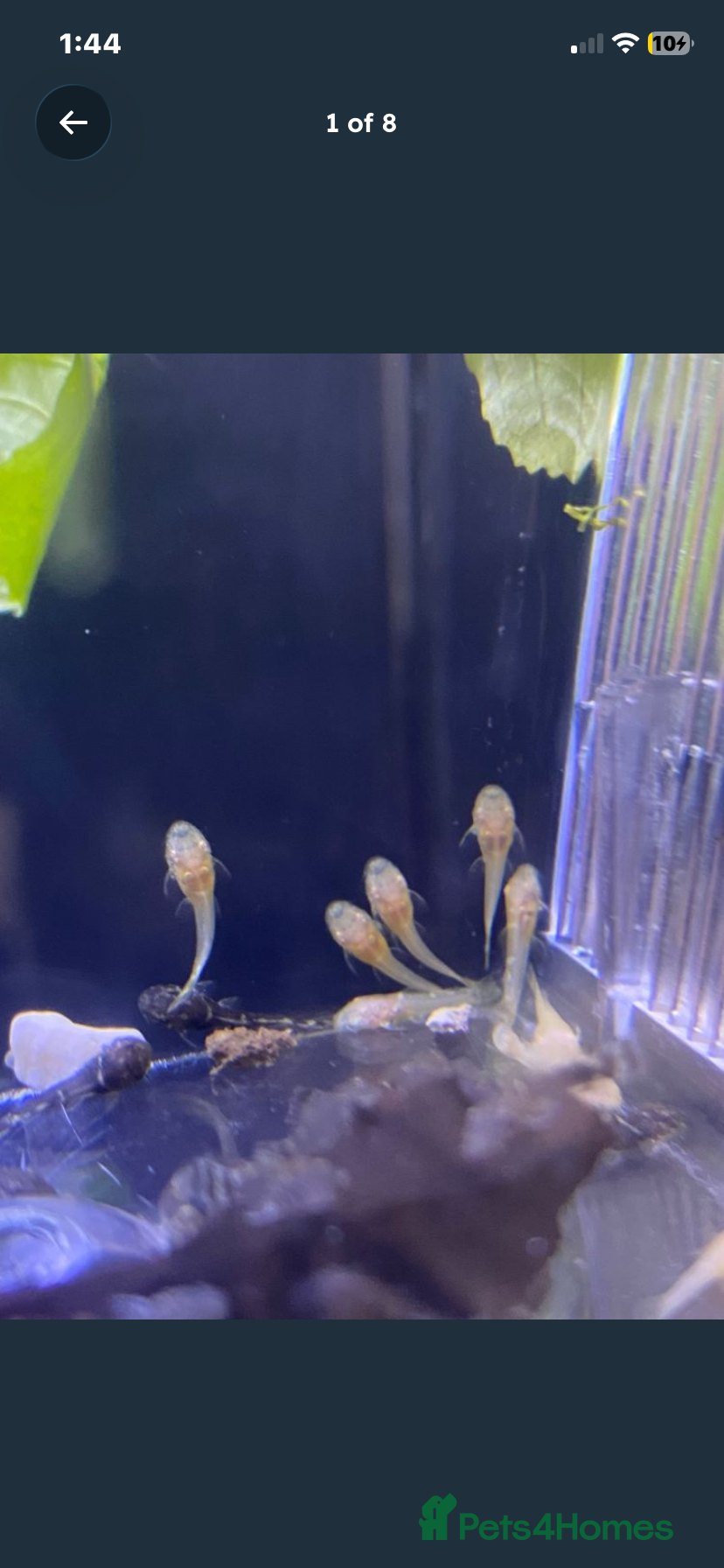 Live Bearers fish Bristlenose plecos - Advert 10