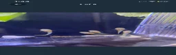 Live Bearers fish for sale: Bristlenose plecos - Advert 1