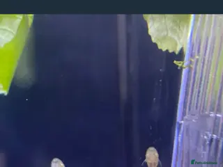 Live Bearers fish Bristlenose plecos - Advert 10