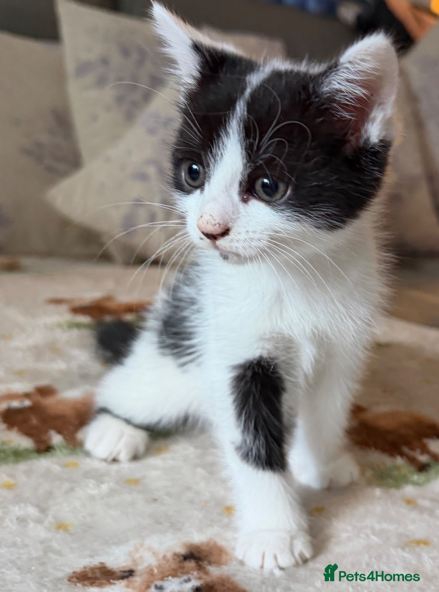 Mixed Breed cats 4 adorable kittens  - Advert 17