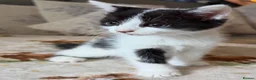 Mixed Breed cats for sale: 4 adorable kittens  - Advert 1