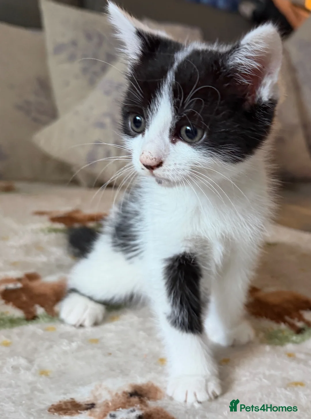 Mixed Breed cats for sale: 4 adorable kittens  - Advert 1