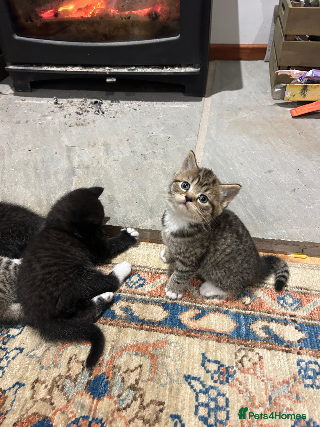British Shorthair cats for sale: 6 British Shorthair x kitten  - Image 4