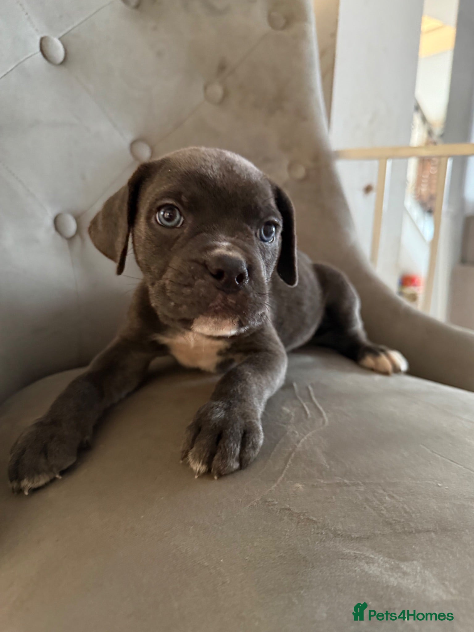 Cane Corso dogs Soon ready to leave 🥰 - Advert 2