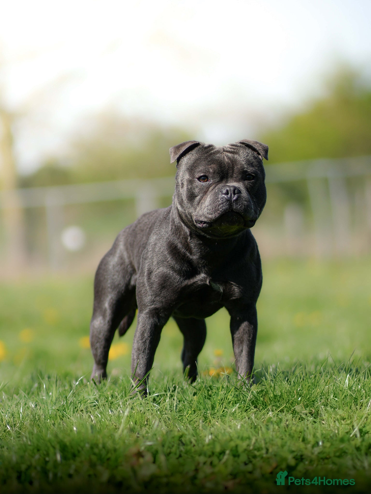 Staffordshire Bull Terrier dogs Exceptional Blue Stafford stud  - Advert 7