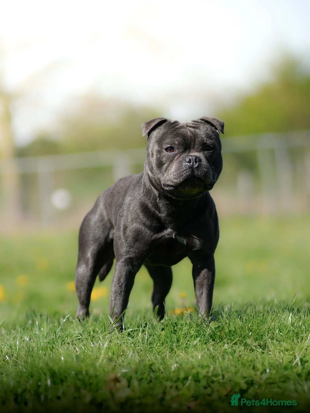 Staffordshire Bull Terrier dogs for stud: Exceptional Blue Stafford stud  - Advert 1