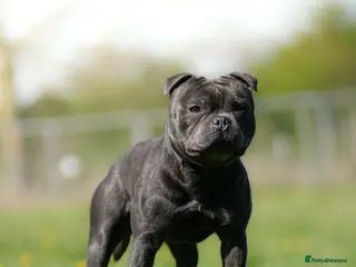 Staffordshire Bull Terrier dogs Exceptional Blue Stafford stud - Advert 7