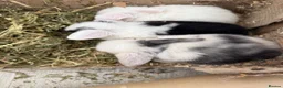 Mini Lop rabbits for sale: Beautiful Mini Lops to reserve  - Advert 23