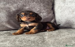Cocker Spaniel dogs for sale: COCKER SPANIEL PUPPIES - Image 7