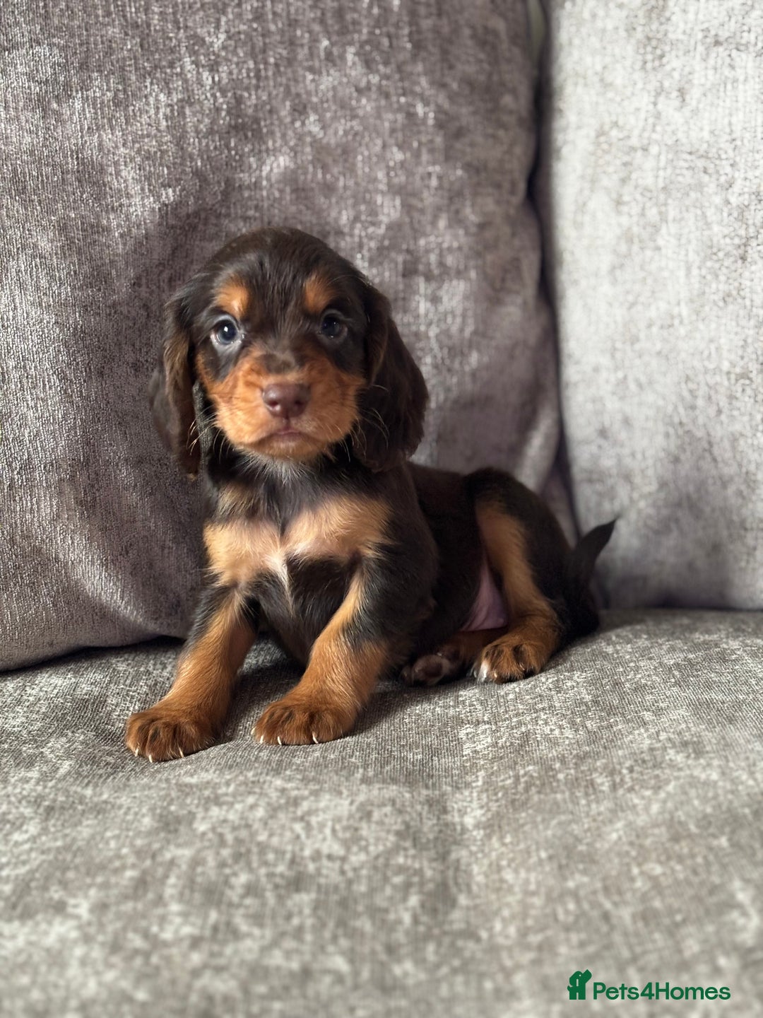 Cocker Spaniel dogs for sale: COCKER SPANIEL PUPPIES - Image 7