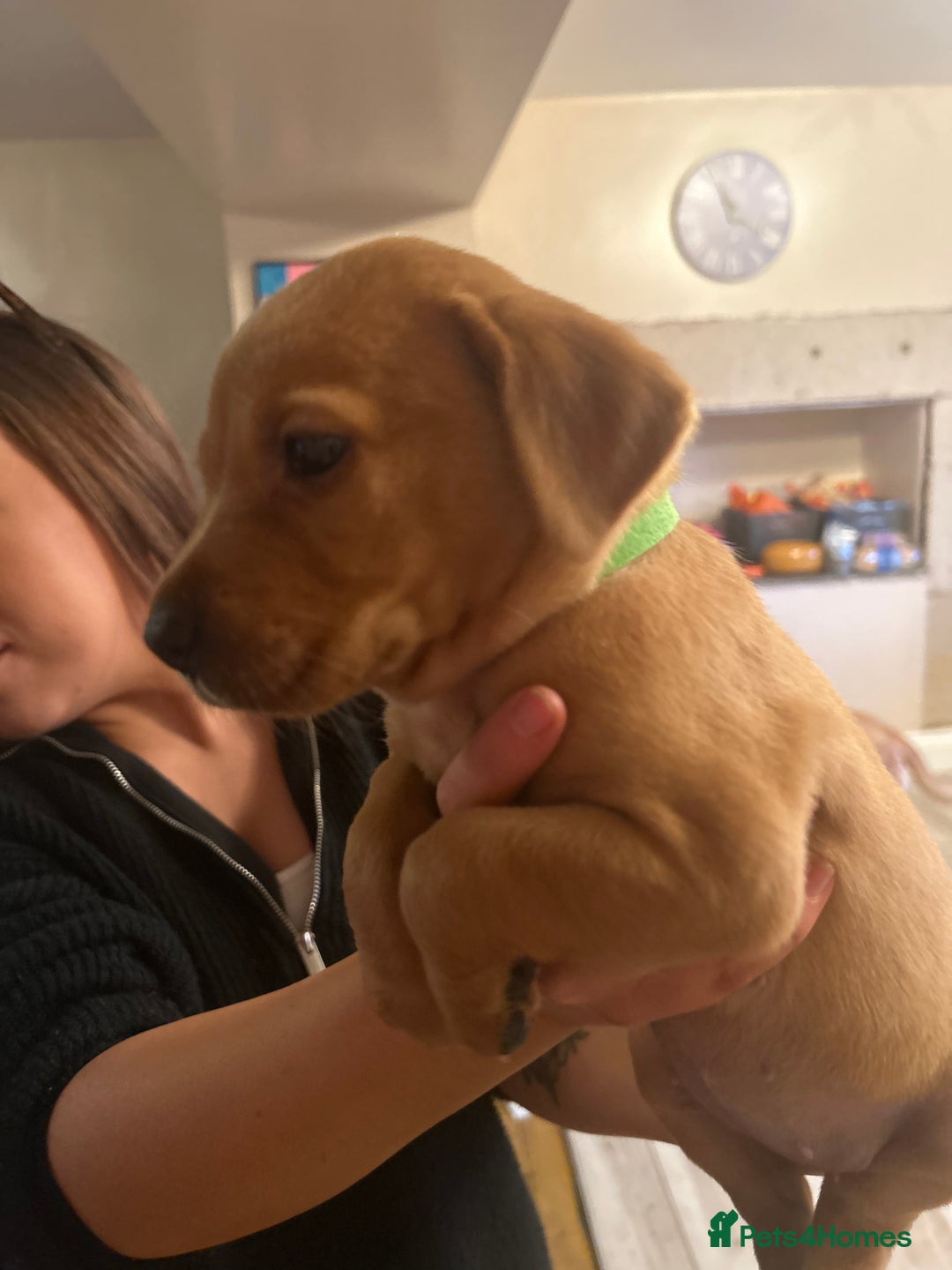 Labrador Retriever dogs for sale: KC registered black and red Labrador puppies - Advert 14