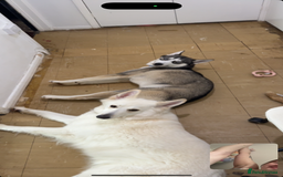Siberian Husky dogs for sale: 9 month Husky Male - Image 6