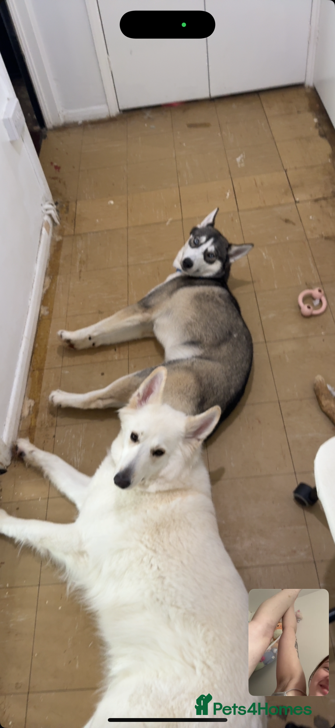 Siberian Husky dogs for sale: 9 month Husky Male - Image 6