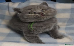 British Shorthair cats for sale: Beautiful, friendly GCCF registered Blue BSH  - Image 3