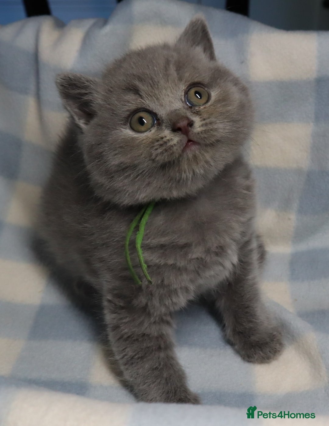 British Shorthair cats for sale: Beautiful, friendly GCCF registered Blue BSH  - Image 3