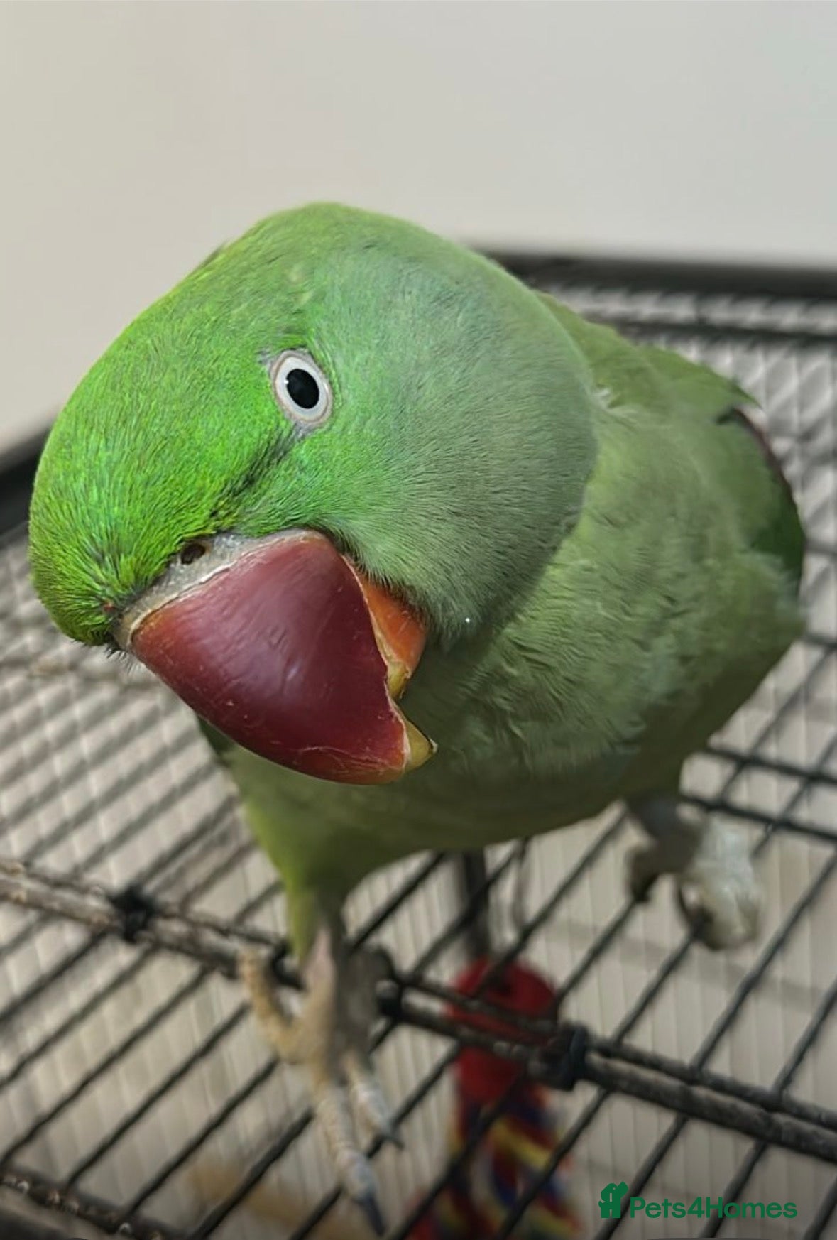 Parakeets birds Alexandrine parakeet - Advert 1