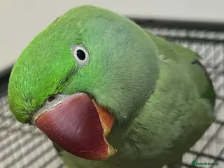 Parakeets birds Alexandrine parakeet - Advert 1