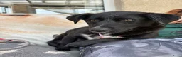Mixed Breed dogs for adoption: Meet Josephine, currently residing in Sheffield  - Advert 3