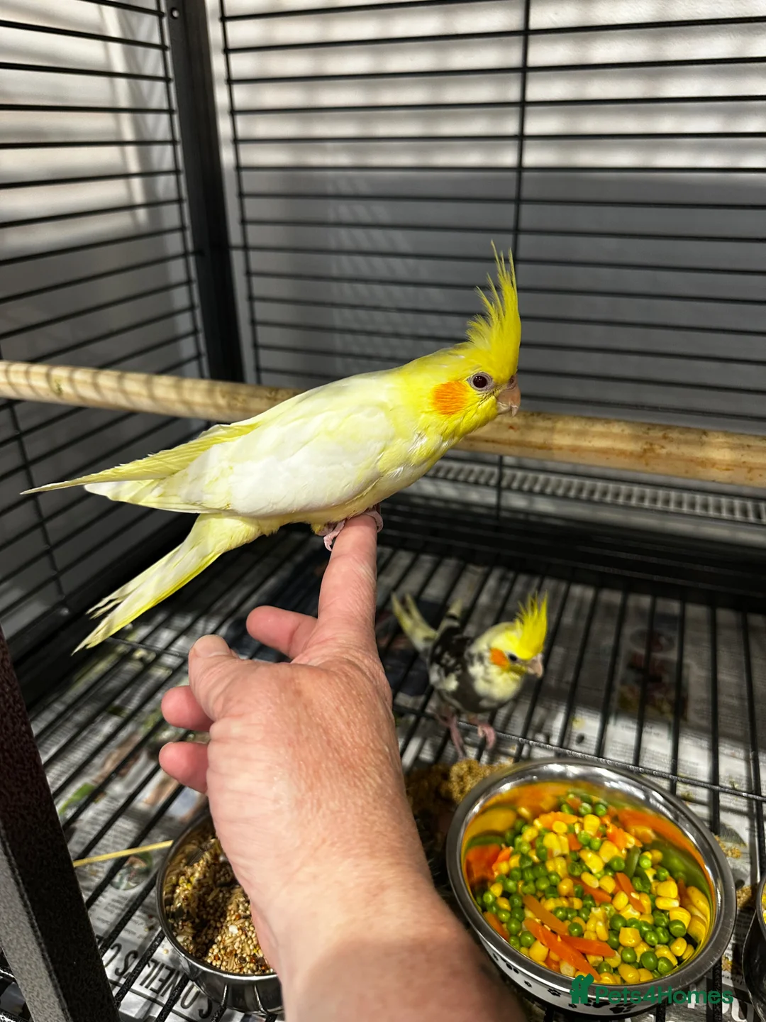 Cockatiels birds for sale: Hand reared cockatiels  - Advert 1