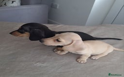 Dachshund dogs for sale: READY NOW - Miniature dachshunds cream girls  - Image 4