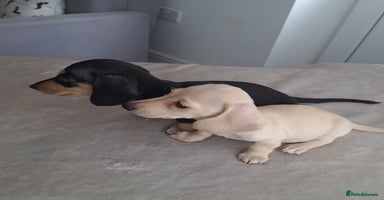 Dachshund dogs - Advert 9