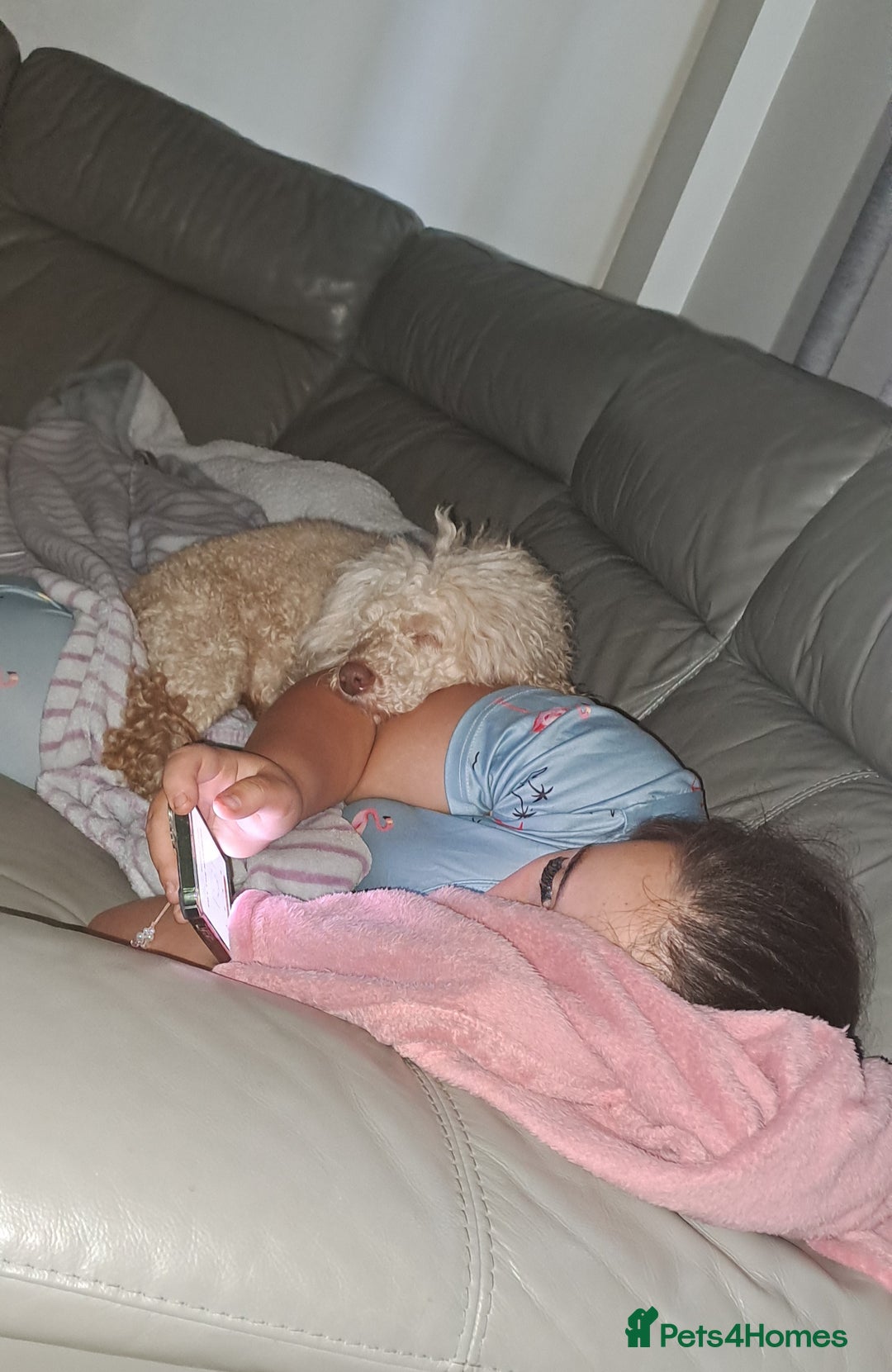 Toy Poodle dogs for sale: Adult Toy poodle girl - Advert 2