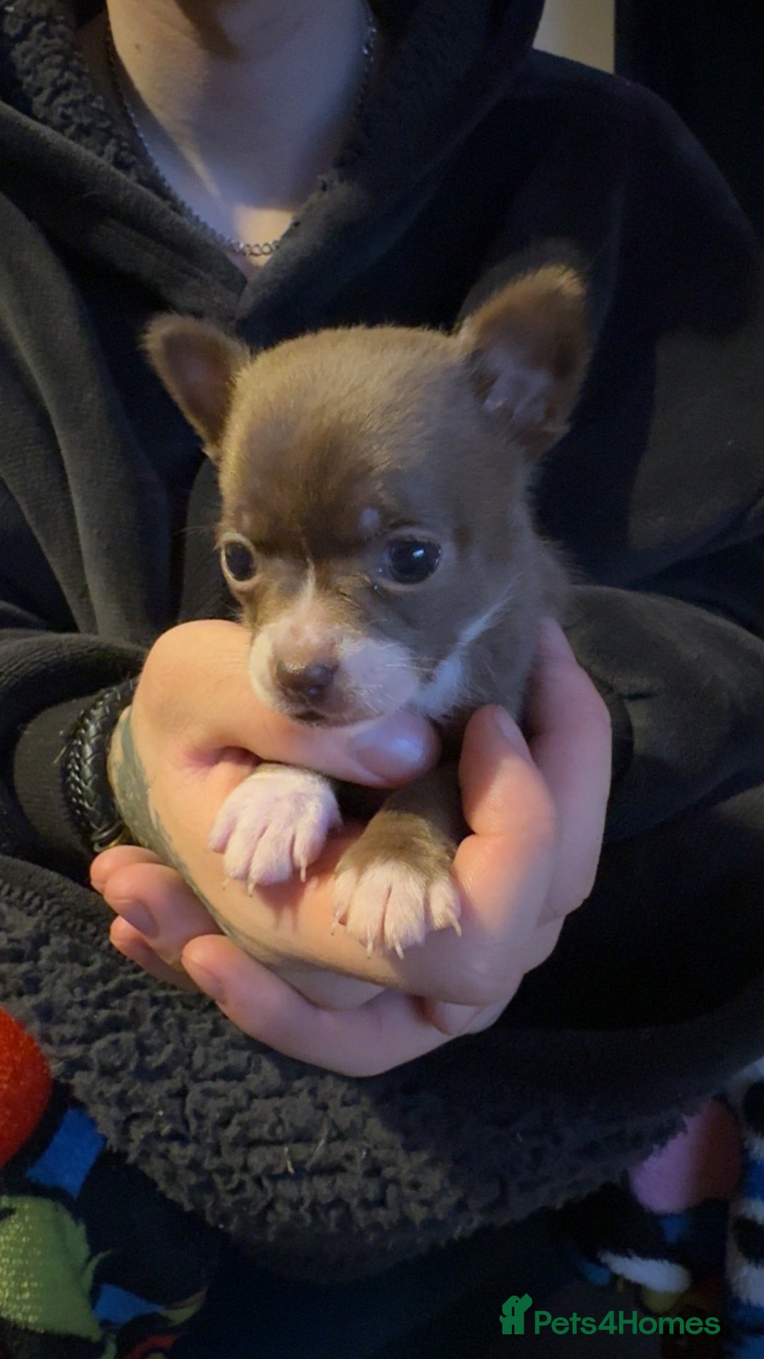 Chihuahua dogs for sale: Chihuahua puppies for sale - Advert 14