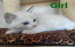 Ragdoll cats for sale: GCCF REGISTERED EUROPEAN LINE RAGDOLL KITTENS  - Image 34