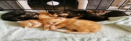 Mixed Breed cats for sale: Pedigree exotic x domestic short haired kittens  - Advert 2