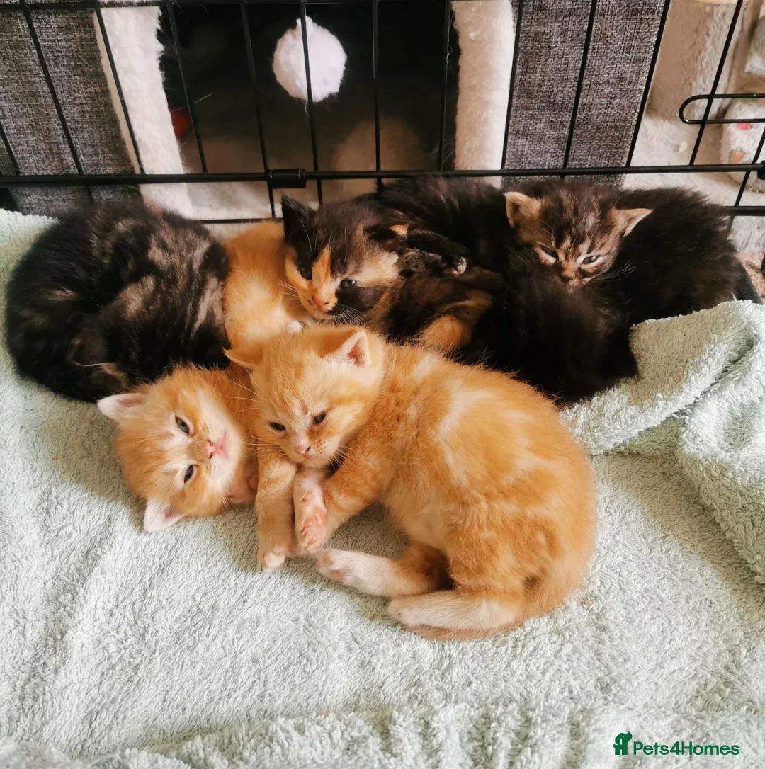 Mixed Breed cats for sale: Pedigree exotic x domestic short haired kittens  - Advert 2