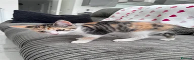 British Shorthair 2