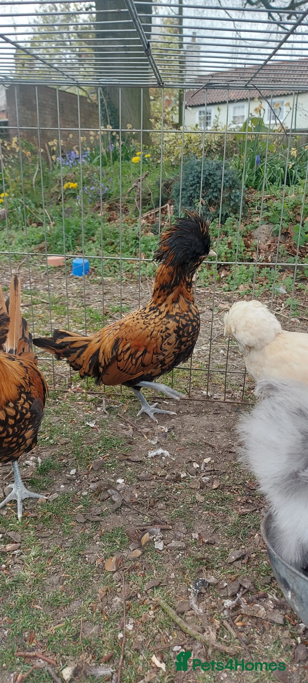 Chickens poultry for sale: 3 x polish roosters for new home  - Advert 1