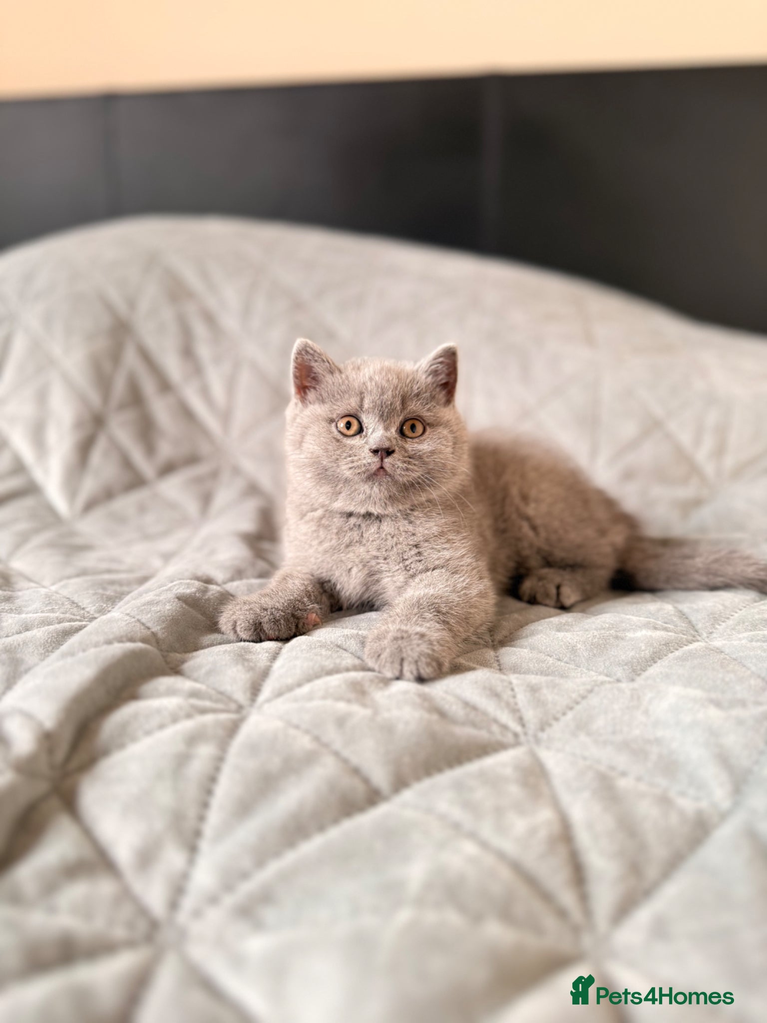 British Shorthair cats Available Now–3 Adorable Kittens 🐾 2 Girls&1 boy - Advert 17