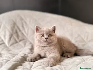 British Shorthair cats Available Now–3 Adorable Kittens 🐾 2 Girls&1 boy - Advert 17