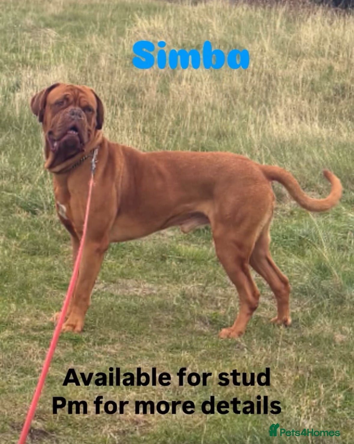 Dogue De Bordeaux dogs Full pedigree Proven dogue de bordeux Stud   - Advert 3