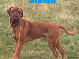 Dogue De Bordeaux dogs Full pedigree Proven dogue de bordeux Stud - Advert 1