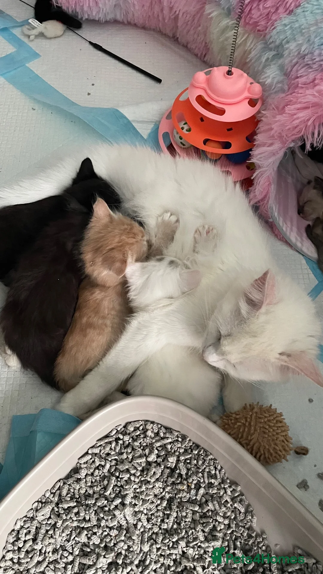 Mixed Breed cats for sale: Ghost & Pandora looking for forever homes - Advert 21