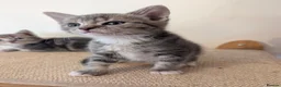 Mixed Breed cats for sale: Gorgeous kittens looking for forever homes - Advert 9