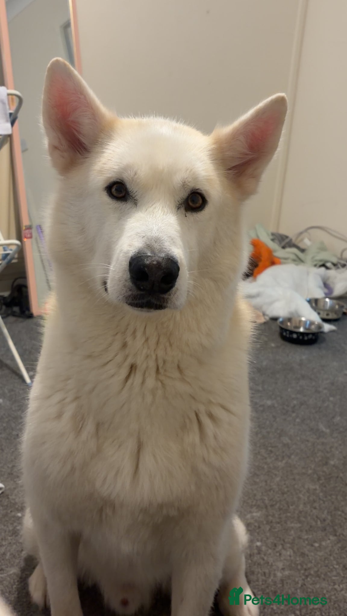 Siberian Husky dogs siberian husky  - Advert 2