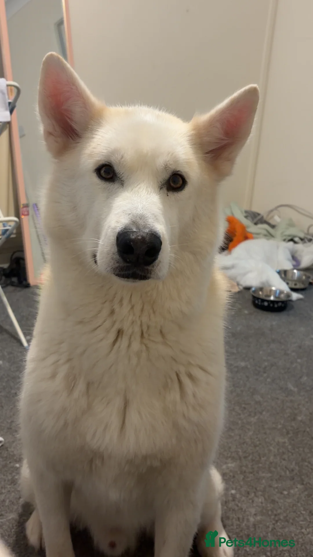 Siberian Husky dogs for sale: siberian husky  in Cardiff - Advert 1