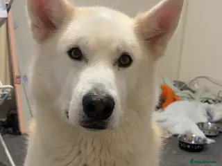 Siberian Husky dogs siberian husky - Advert 2