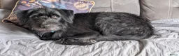 Mixed Breed dogs for adoption: Terron in Wetherby - Advert 8