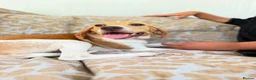 Mixed Breed dogs for adoption: Gretchen is ready to steal your heart in Newton Abbot - Advert 10