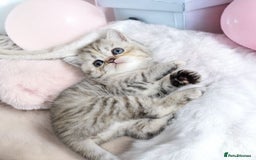 Scottish Fold cats for sale: Bundle of 11 Scottish fold Straight Ears Kittens - Image 25