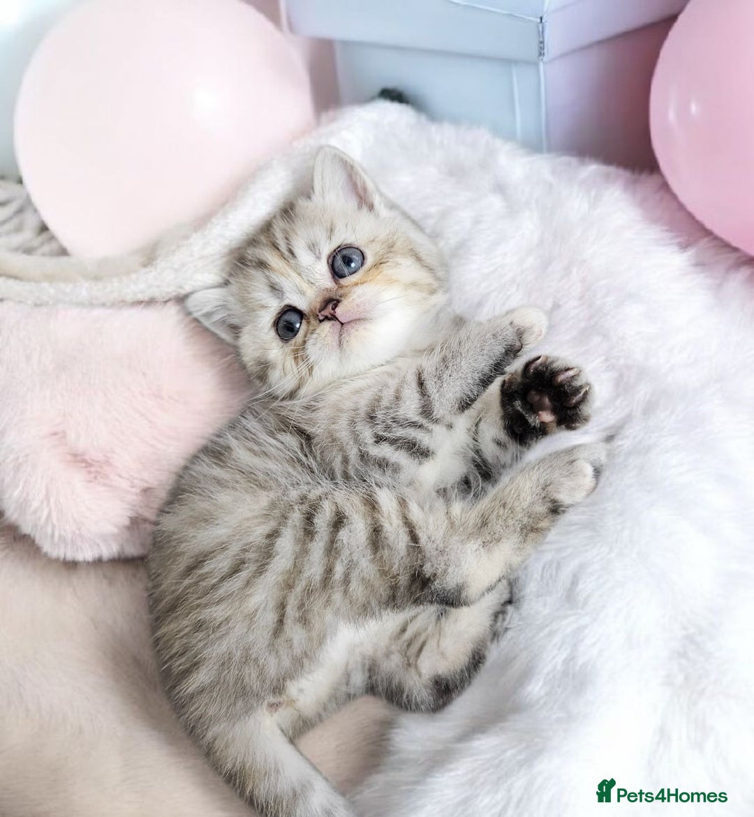 Scottish Fold cats for sale: Bundle of 11 Scottish fold Straight Ears Kittens - Image 25