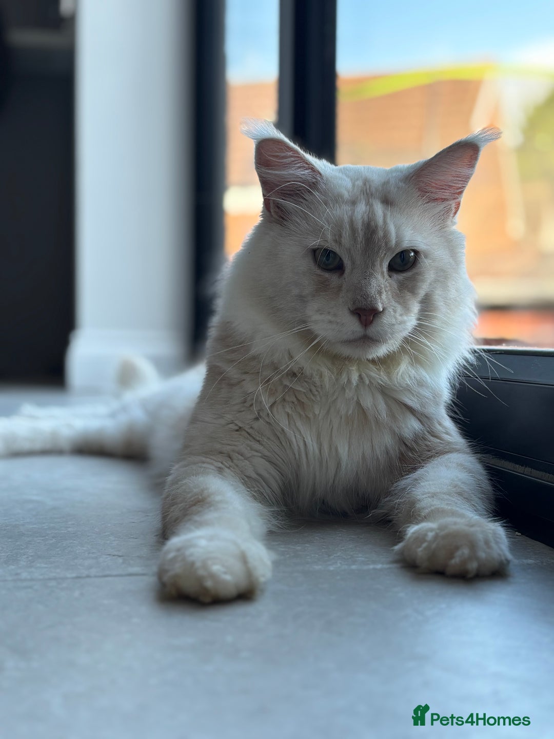 Maine Coon cats for stud: Stud Services - Red Silver DS22 TICA Maine Coon - Image 1