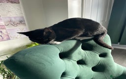 British Shorthair cats for sale: Kittens - Image 6