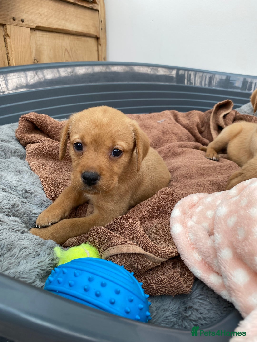 Labrador Retriever dogs for sale: Labrador Retriever - Image 18